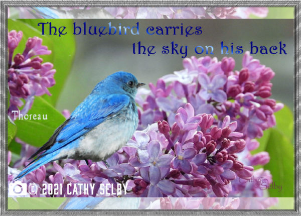 Bluebird Card