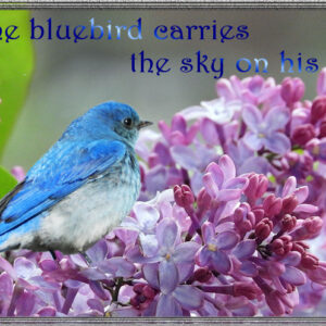 Bluebird artography