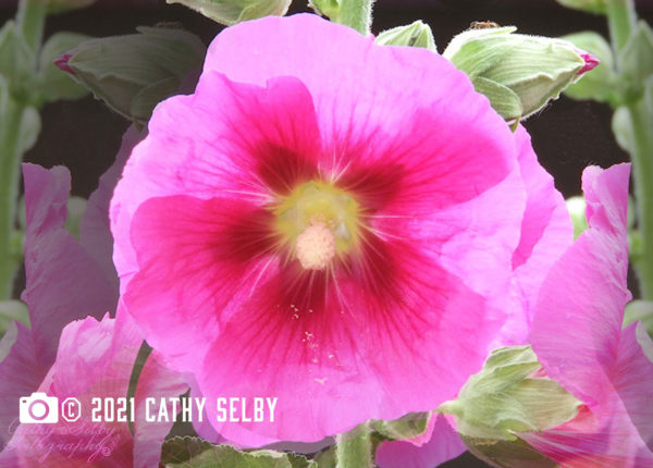 Hollyhock flowers photo from Cathy Selby