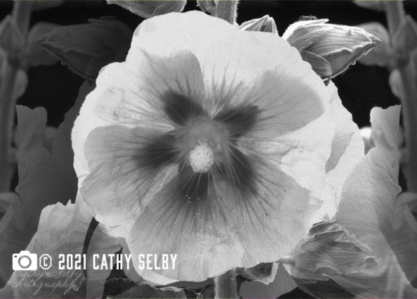 Black and White photo of hollyhock on 5 x 7 card