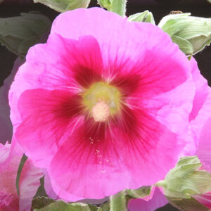 Hollyhock Artography
