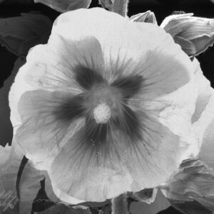 Hollyhock B&W Artography