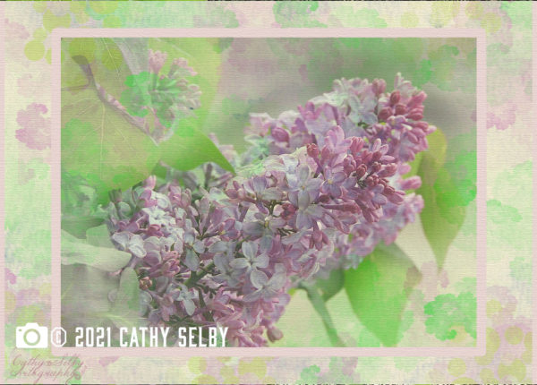 Lilacs photos on card with watercolor effect