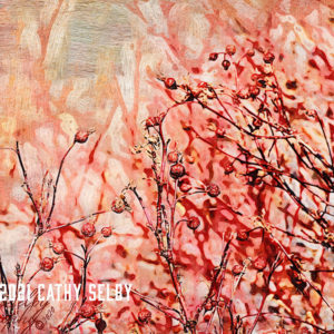 Photo of rose hips on postcard