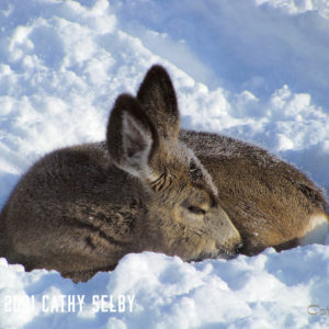 Fawn In Snow Bed 2 5 x 7 Card