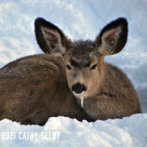 Fawn In Snow Bed 5 x 7 Card