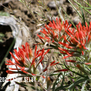 Indian Paintbrush Card