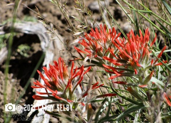 Indian Paintbrush Card