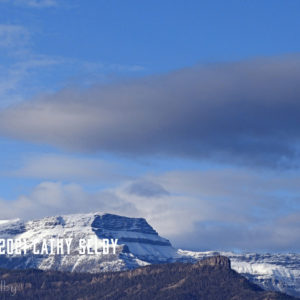 Ptarmigan 5 x 7 Card