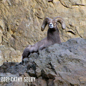 Sheep On Cliff A 5 x 7 Card
