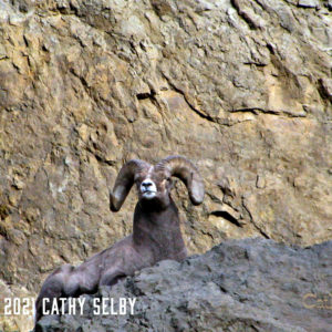 Sheep On Cliff B 5 x 7 Card