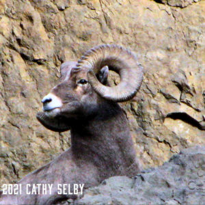 Sheep Pose 2 5 x 7 Card