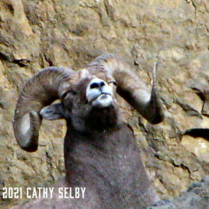 Sheep Pose 5 x 7 Card