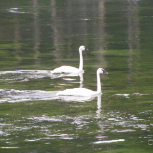 Swans