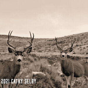 Two Bucks Sepia 5 x 7 Card