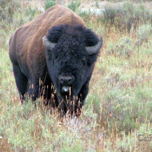 Bison